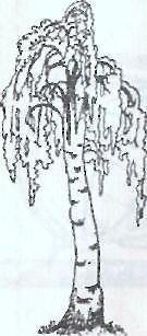 Иллюстрация к стиху береза Есенин