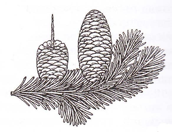 Пихта Сибирская шишки рисунок