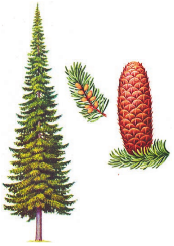 Семейство сосновые Pinaceae