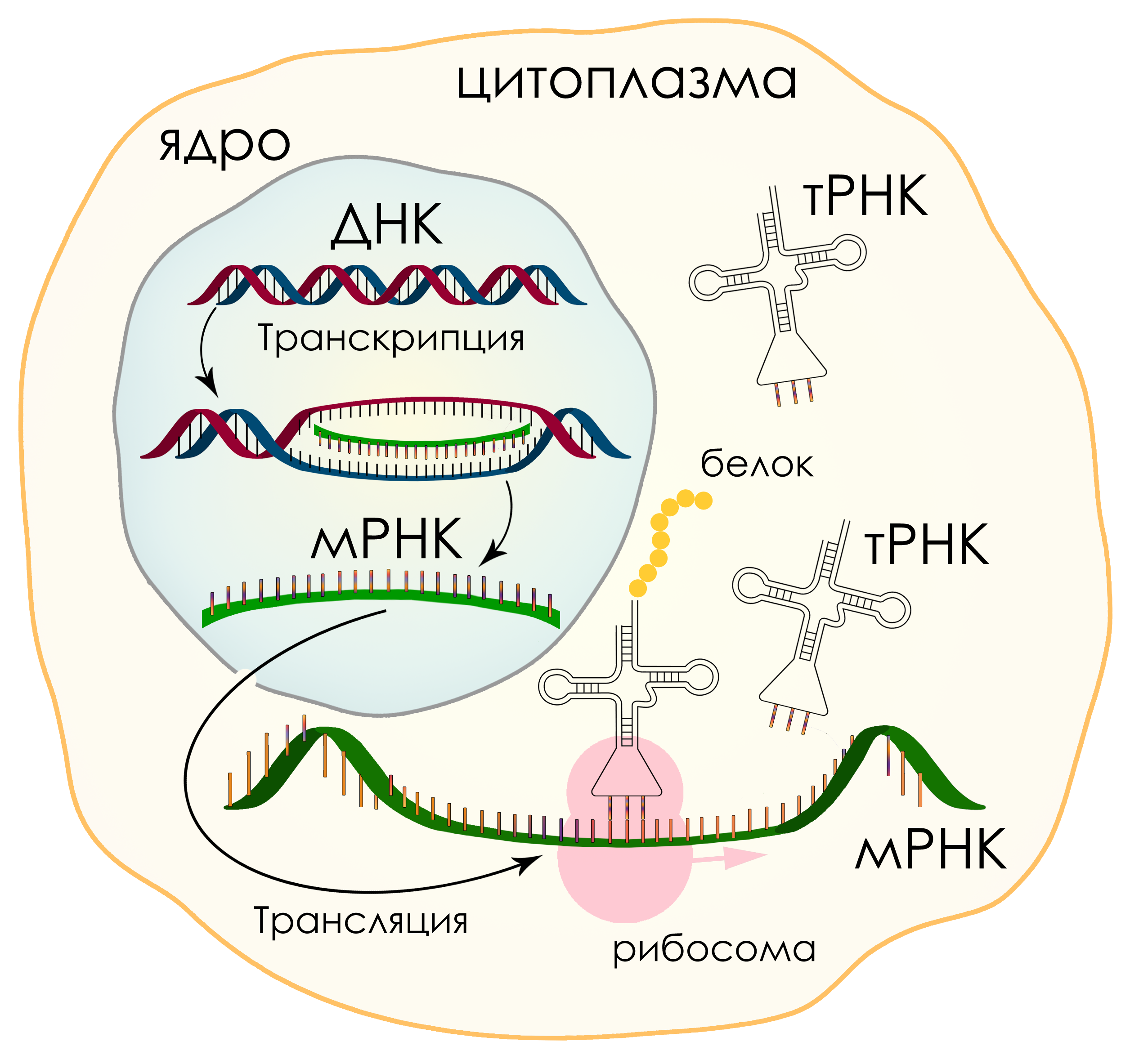 Белковая рнк. Схема биосинтеза белка в живой клетке. Схема синтеза белка транскрипция и трансляция. Схема биосинтеза белка в живой клетке рисунок.