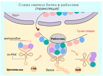 Схема синтеза белка в рибосоме трансляция