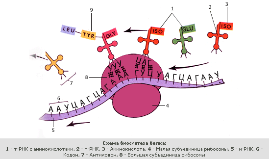 Биосинтез белка на рибосоме