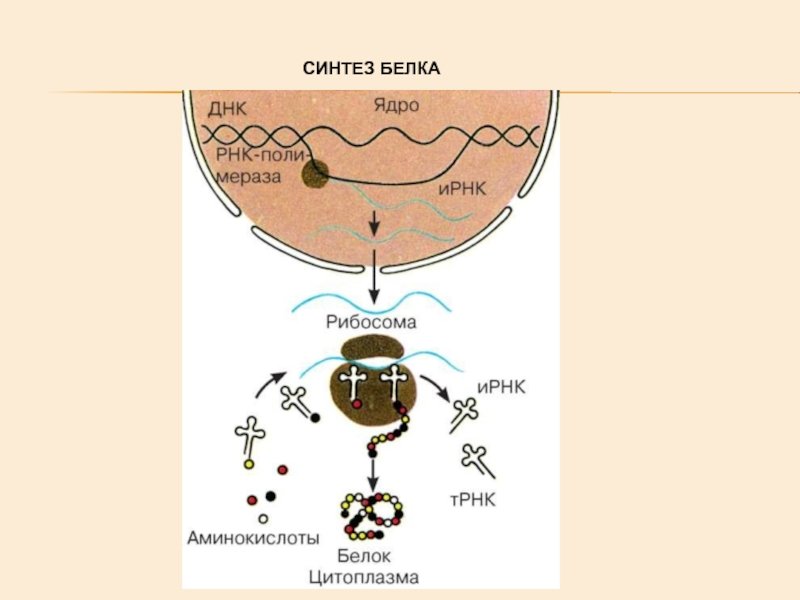 Синтез белков фото