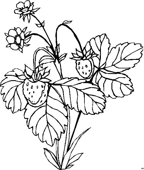 Ботанический атлас малина