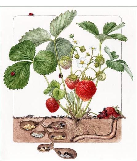 Земляника раскраска