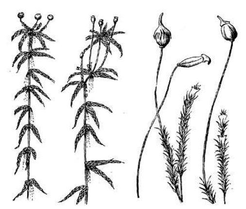 Торфяной мох сфагнум рисунок