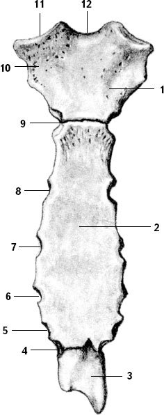 Грудина строение анатомия