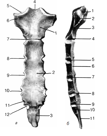 Грудина кости анатомия