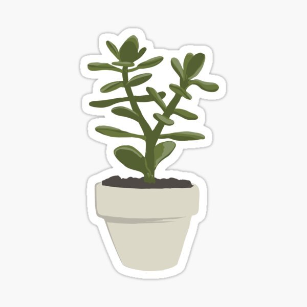 Денежное дерево вектор толстянка