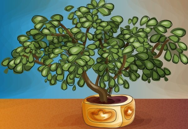 Денежное дерево толстянка печать