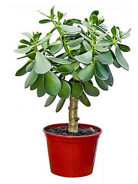 Растение фикус толстянка