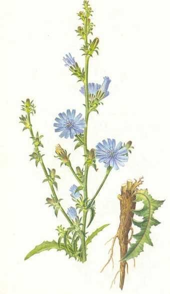 Cichorium intybus Ботаническая иллюстрация