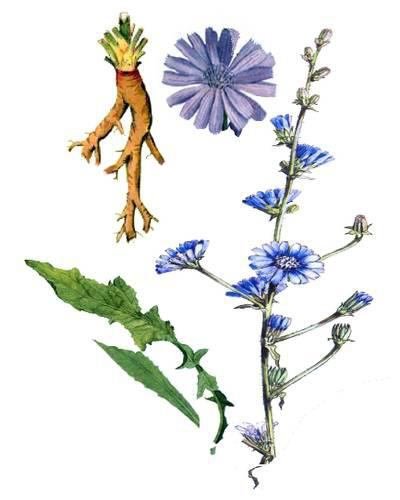 Цикорий обыкновенный корень