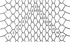 Чешуя дракона эскиз