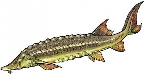 Осетр рисунок