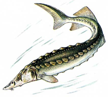 Нарисовать стерлядь