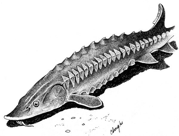 Осетр раскраска