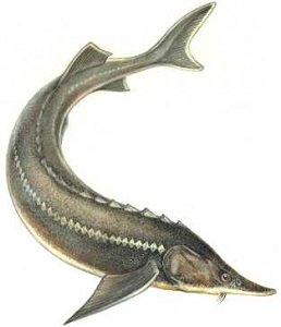 Осетр логотип