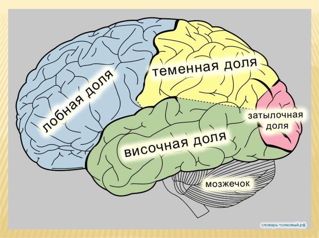 Brain 47