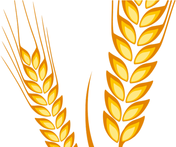 Колоски пшеницы для рисования