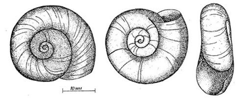 Брюхоногие моллюски раковина катушки роговой