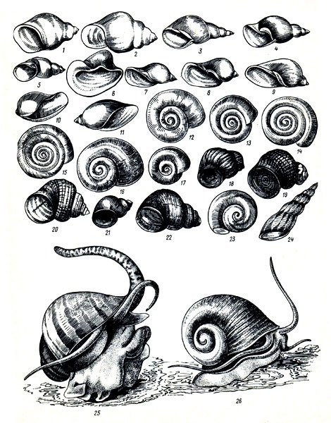 Беззубка брюхоногая