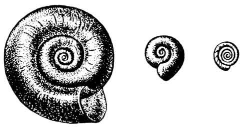 Катушка килевая моллюск