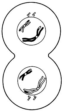 Телофаза 2 рисунок