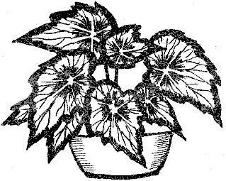 Колеус, бегония крапчатая