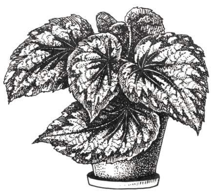 Бегония рекс Пальма