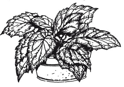 Бегония бело Раскрашенная