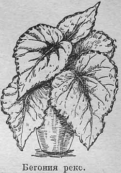 Раскраска бегония в горшке