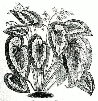 Бегония белоточечная