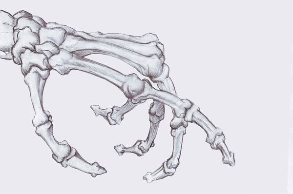 Кости руки рисунок (44 фото)
