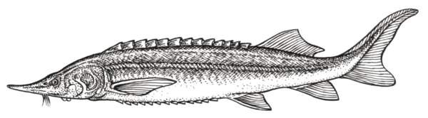 Осетр раскраска