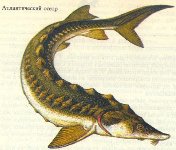 Атлантический осетр