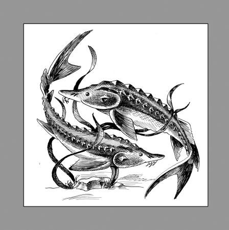 Осетр гравюра