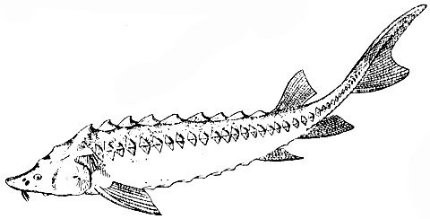 Рыба севрюга рисунок