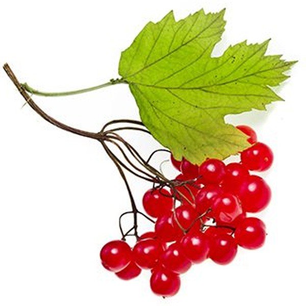 Калина куст