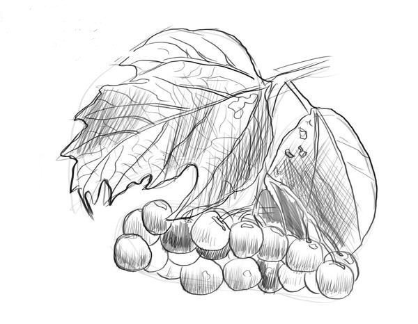 Нарисовать калину