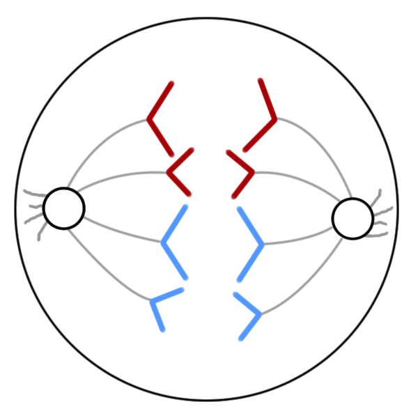 Анафаза нарисовать