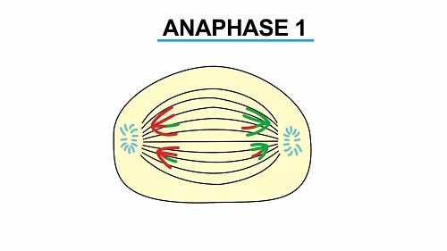 Анафаза 2 без подписей