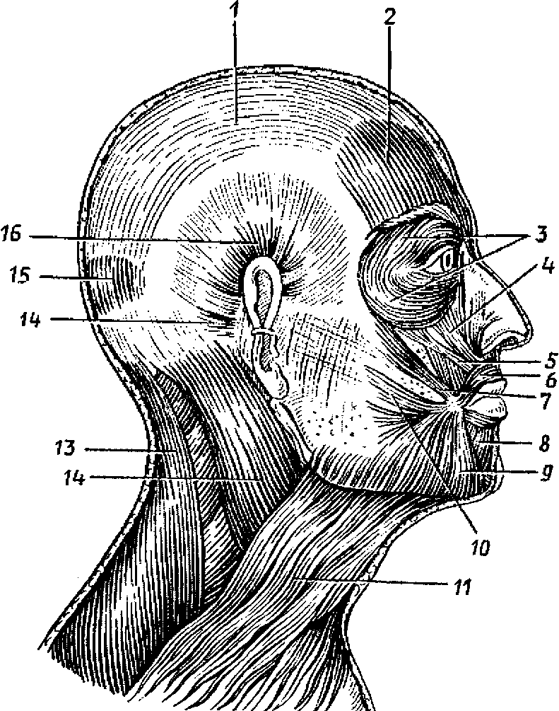 Затылок область. Мышцы головы и шеи вид сбоку. Мимические мышцы головы анатомия. Мимические мышцы головы и шеи. Фасции черепа человека анатомия.