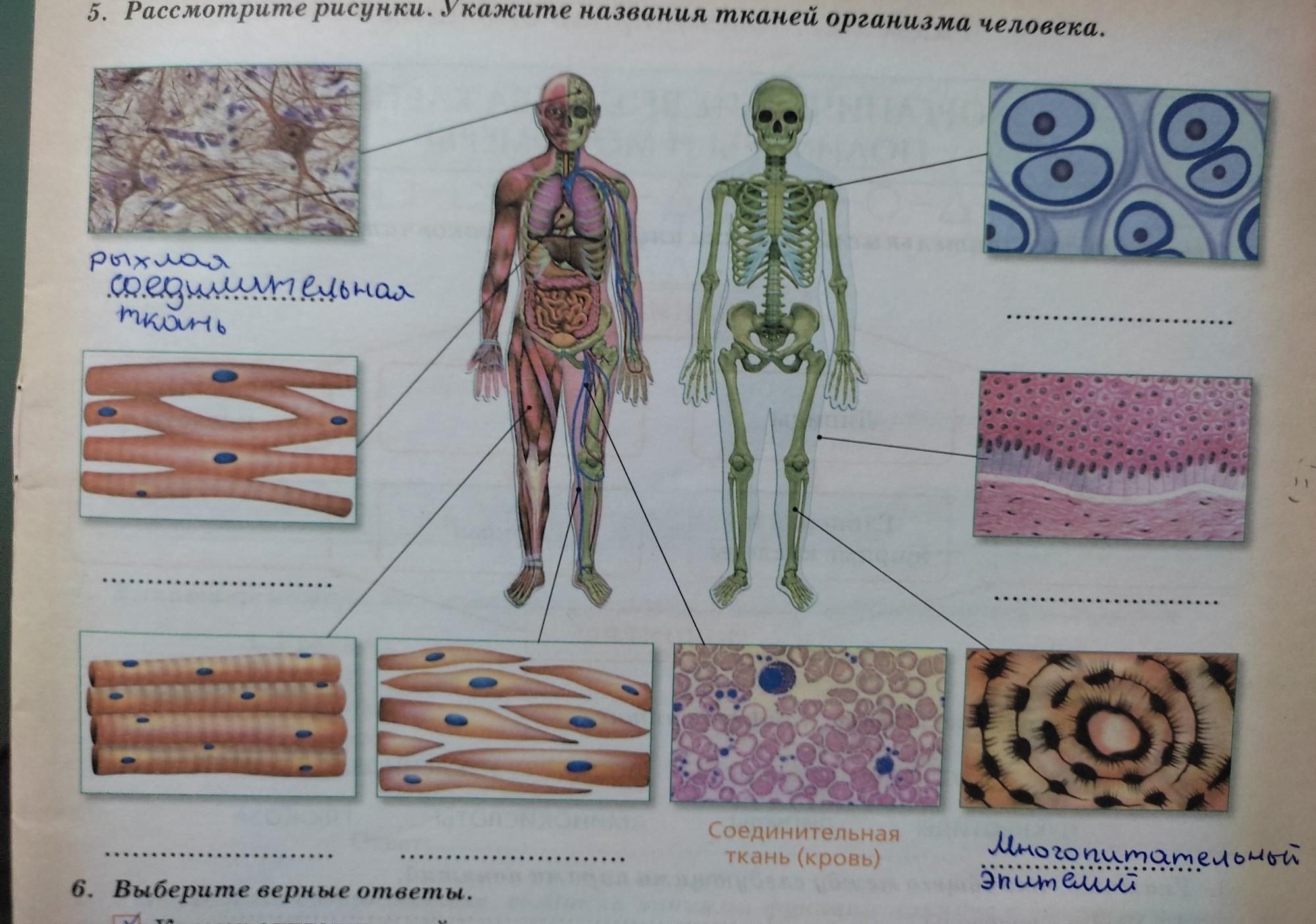 Соединительная ткань человека таблица. Ткани человека. Типы тканей человека. Ткани человеческого организма. Соединительная ткань.