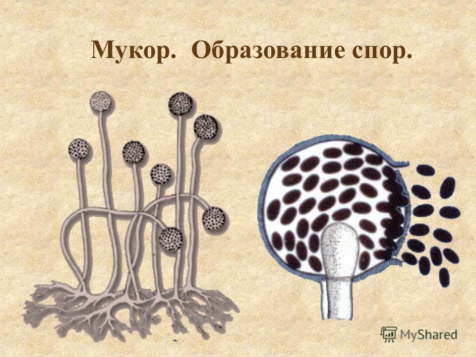 Споры гриба мукор