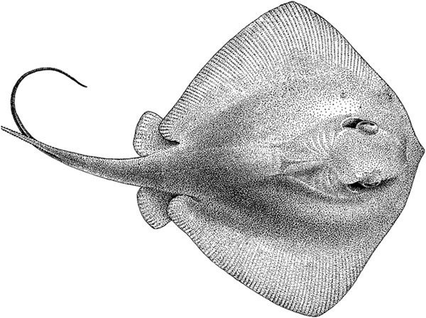 Скат хвостокол силуэт