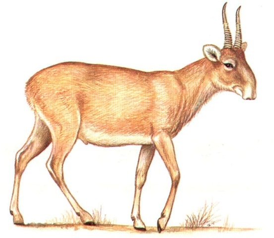 Сайга (Сайгак) млекопитающие Евразии