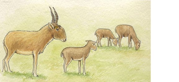 Сайгак для детей