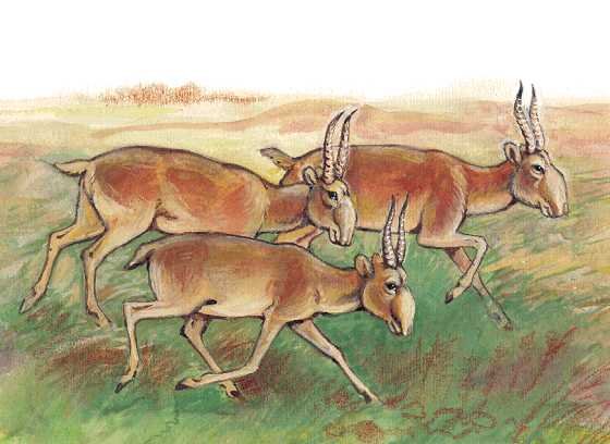 Рисунок Сайгак в степи