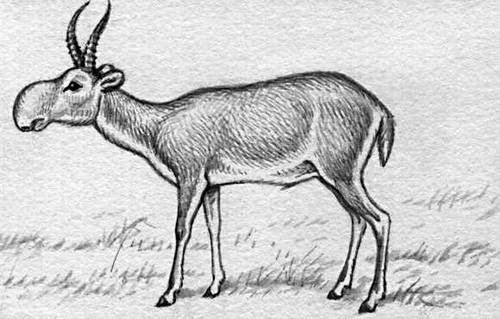 Поэтапное рисование сайгака